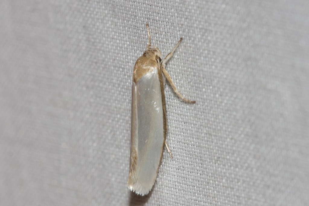 Acraephnes sulfurata