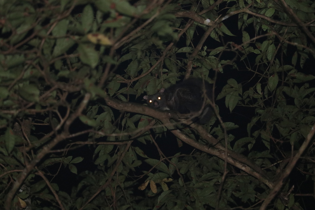 Indian Giant Flying Squirrel