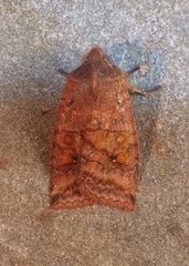 Eupsilia tristigmata