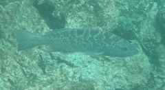 Mycteroperca rosacea