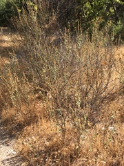 Malacothamnus aboriginum