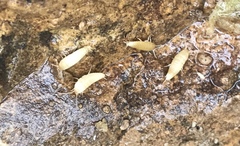 Nicoletiidae