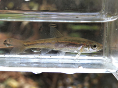 Clinostomus elongatus