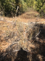 Malacothamnus aboriginum