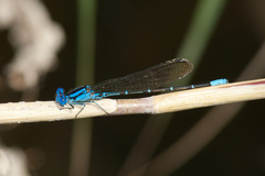 Argia rhoadsi