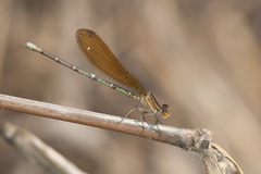 Argia rhoadsi