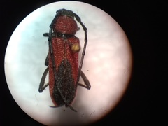 Crossidius coralinus