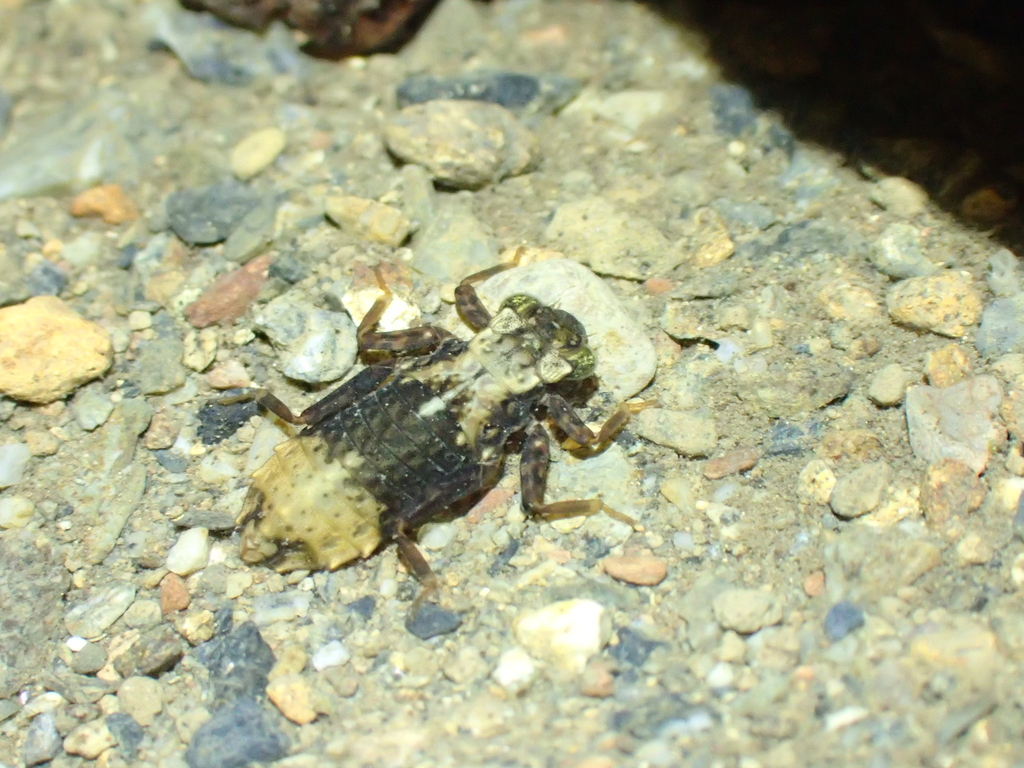 ムカシトンボのヤゴ