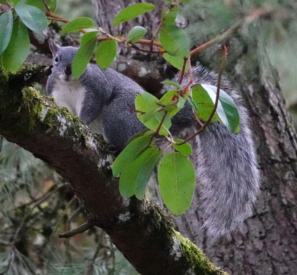 Western Gray Squirrel from Corvallis, OR, USA on April 07, 2023 at 06