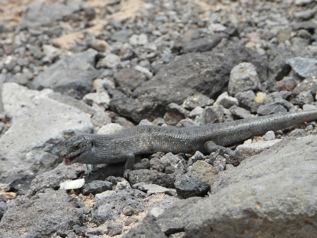 Sal Island Skink