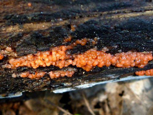 Tulasnella aurantiaca image