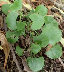 Scandia geniculata