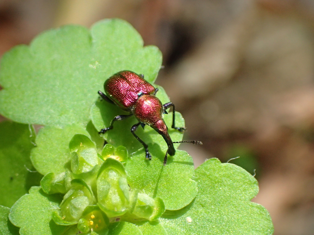 Maple Leaf-roller Weevil