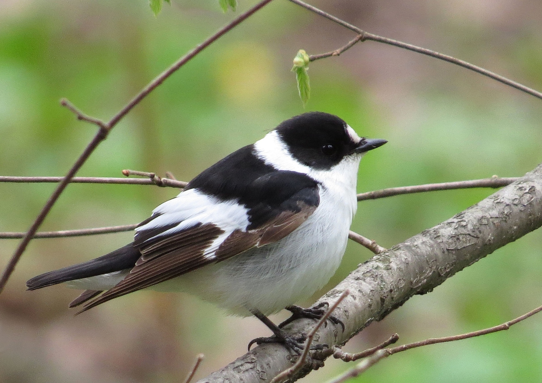 iNaturalist.org. Н. Васильева, Чебоксары Чувашия, май 2017