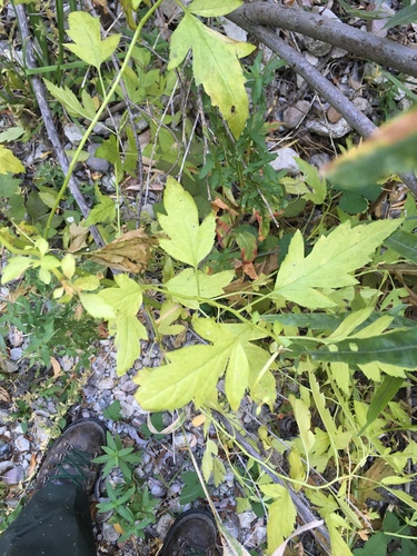 Durango root (Datisca glomerata)