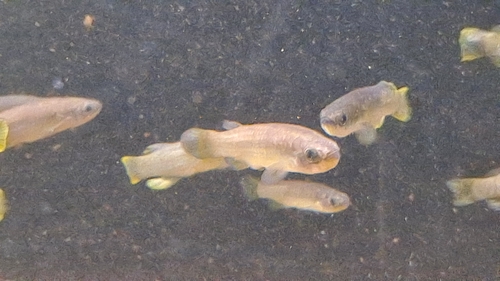 Valencia toothcarp (Valencia hispanica) — Valenciidae