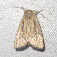 Leucania phragmitidicola