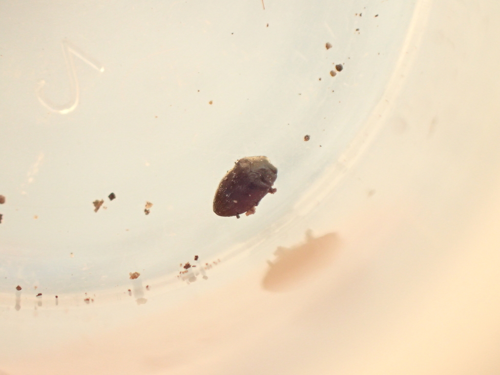 Trachys pseudoscrobiculatus