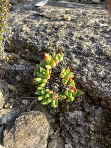 Image of Faucaria bosscheana by (c) Christiaan Viljoen, some rights reserved (CC BY)