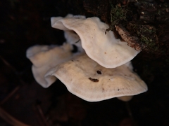 Trametes velutina