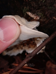 Trametes velutina