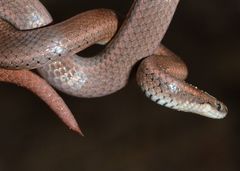 Contia tenuis