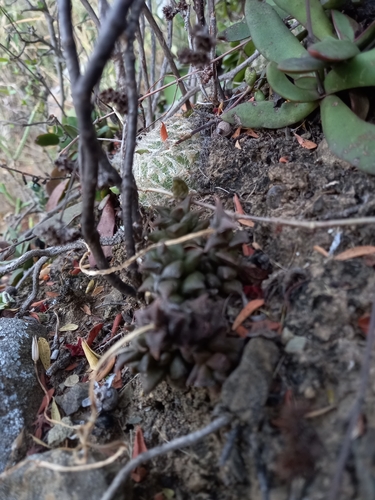 Haworthia bolusii