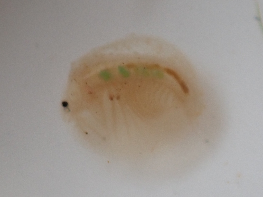 Lake Clam Shrimp