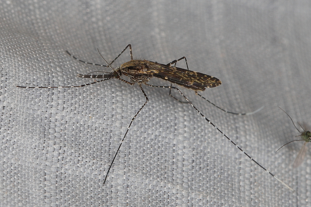 Anopheles natalensis