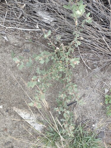 Mueller's saltbush (Atriplex muelleri)