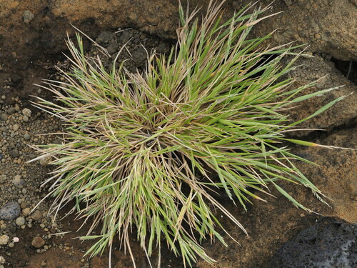 Panicum fauriei observed 2023-04-07