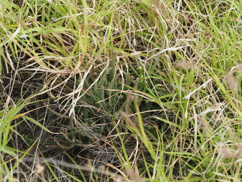 Image of Cynanchum gerrardii by (c) Kevin Faccenda, some rights reserved (CC BY)