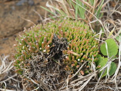 Cynanchum gerrardi, photograph (c) Kevin Faccenda, some rights reserved (CC BY)