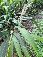 Setaria sulcata image