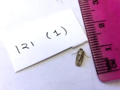 Psilocorsis reflexella