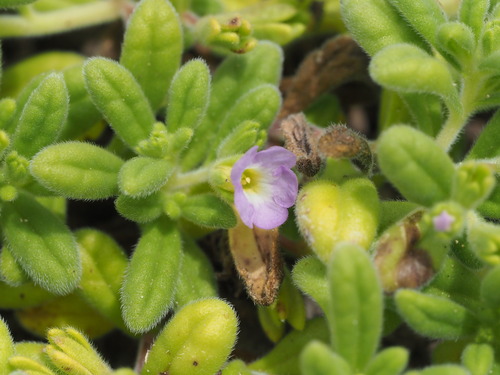 Image of Nama sandwicensis by (c) Kevin Faccenda, some rights reserved (CC BY)