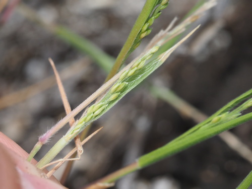 Panicum fauriei observed 2023-04-07