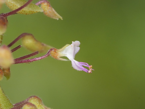 Coleus prostratus