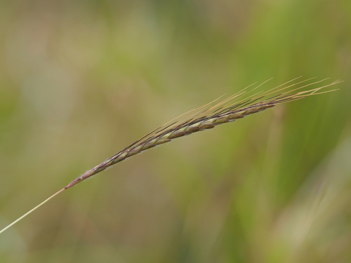 Image of Dichanthium caricosum by (c) Kevin Faccenda, some rights reserved (CC BY)