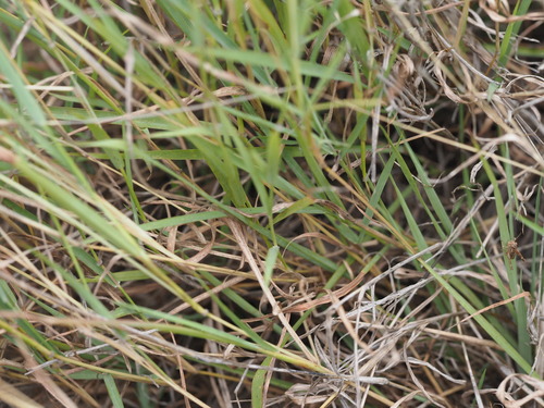 Image of Dichanthium caricosum by (c) Kevin Faccenda, some rights reserved (CC BY)