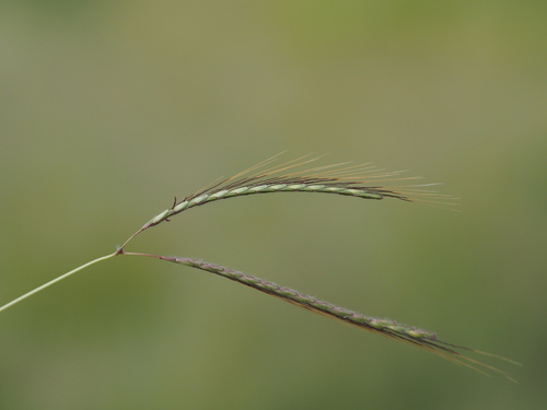 Image of Roadside Bluestem (Dichanthium caricosum) by (c) Kevin Faccenda, some rights reserved (CC BY)