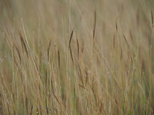 Image of Dichanthium caricosum by (c) Kevin Faccenda, some rights reserved (CC BY)