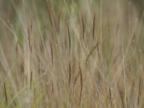 Image of Roadside Bluestem (Dichanthium caricosum) by (c) Kevin Faccenda, some rights reserved (CC BY)