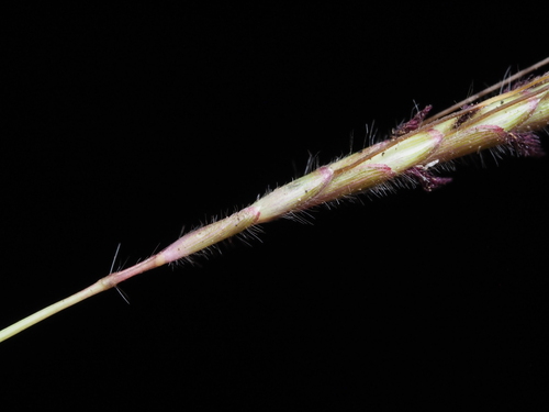 Image of Dichanthium caricosum by (c) Kevin Faccenda, some rights reserved (CC BY)