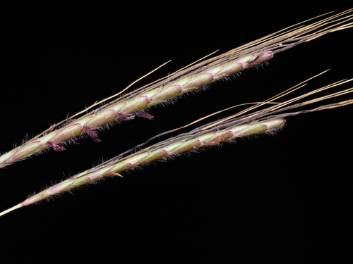 Image of Dichanthium caricosum by (c) Kevin Faccenda, some rights reserved (CC BY)
