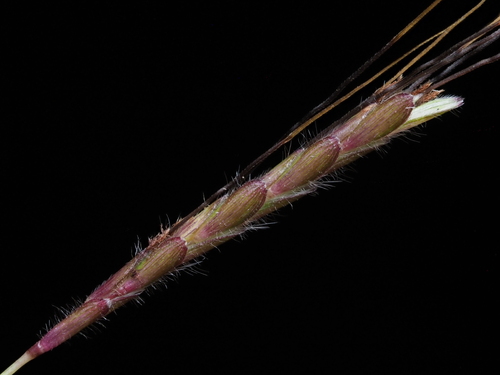 Image of Dichanthium caricosum by (c) Kevin Faccenda, some rights reserved (CC BY)