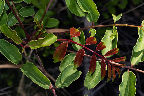 Sclerocarya birrea subsp. caffra image