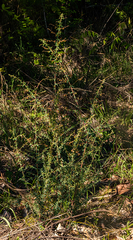 Aeschynomene mimosifolia image