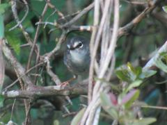 Myiothlypis leucoblephara