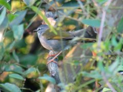 Myiothlypis leucoblephara